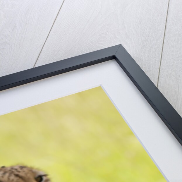 Cheetah (Acynonix jubatus), Masai Mara, Kenya by Anonymous