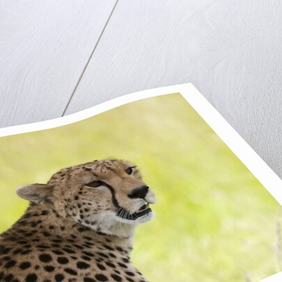 Cheetah (Acynonix jubatus), Masai Mara, Kenya by Anonymous