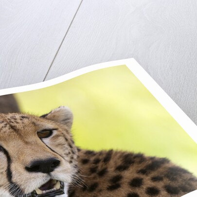 Cheetah (Acynonix jubatus), Masai Mara, Kenya by Anonymous