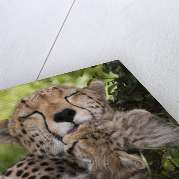 Cheetah (Acinonyx jubatus) and cub, Masai Mara, Kenya by Anonymous