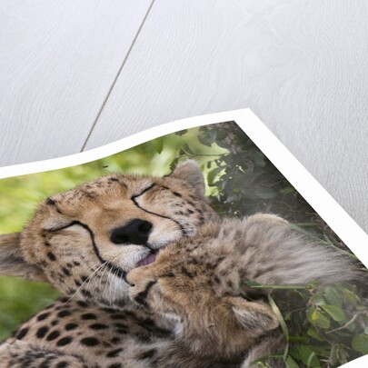 Cheetah (Acinonyx jubatus) and cub, Masai Mara, Kenya by Anonymous