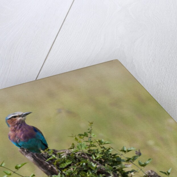 Lilac-breasted Roller (Coracias caudata), Masai Mara, Kenya by Anonymous