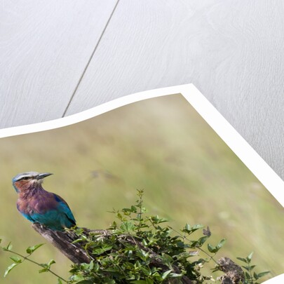 Lilac-breasted Roller (Coracias caudata), Masai Mara, Kenya by Anonymous