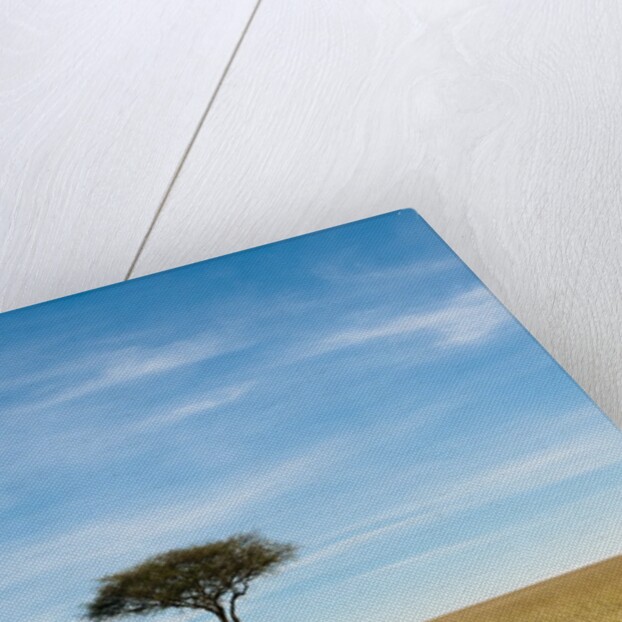 Acacia, Masai Mara, Kenya by Anonymous