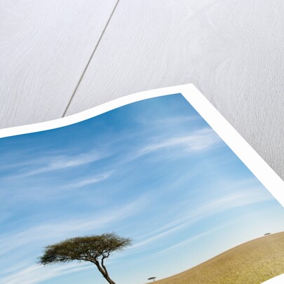 Acacia, Masai Mara, Kenya by Anonymous