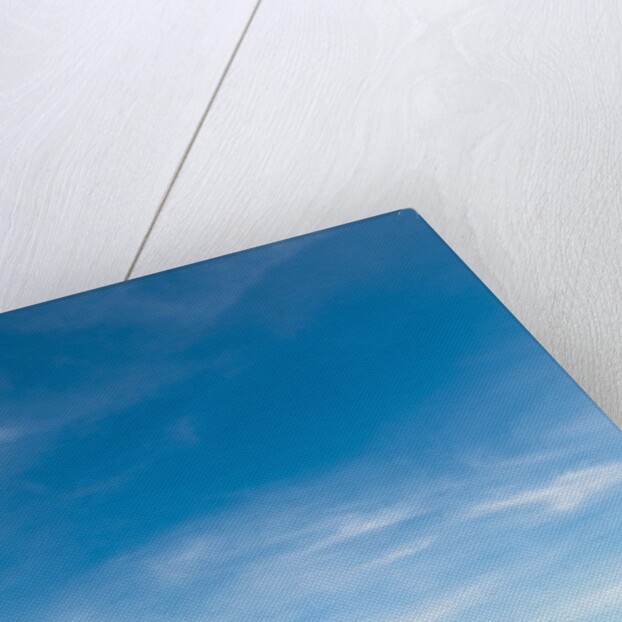 Acacia, Masai Mara, Kenya by Anonymous