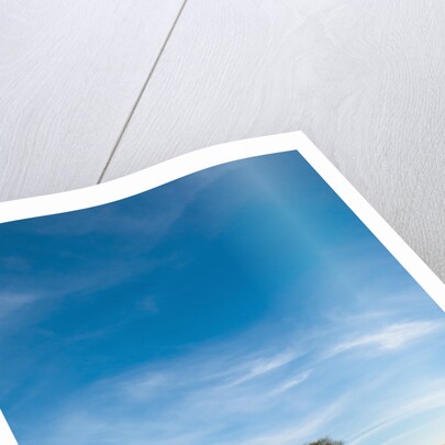 Acacia, Masai Mara, Kenya by Anonymous