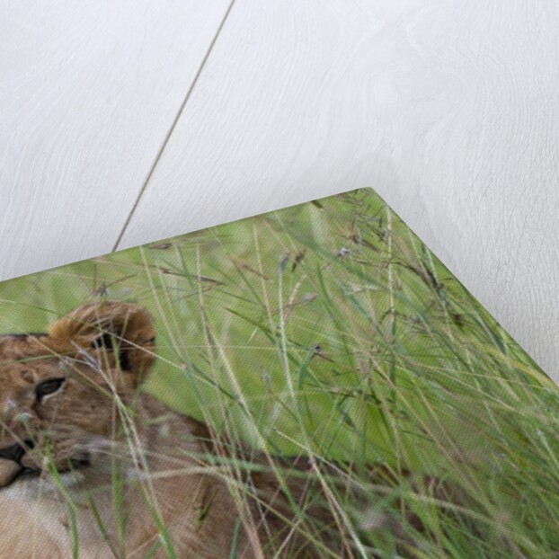 Lion cubs (Panthera leo), Masai Mara, Kenya by Anonymous