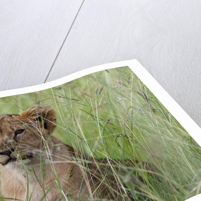 Lion cubs (Panthera leo), Masai Mara, Kenya by Anonymous