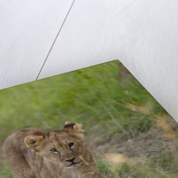 Lion cubs (Panthera leo), Masai Mara, Kenya by Anonymous