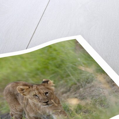 Lion cubs (Panthera leo), Masai Mara, Kenya by Anonymous