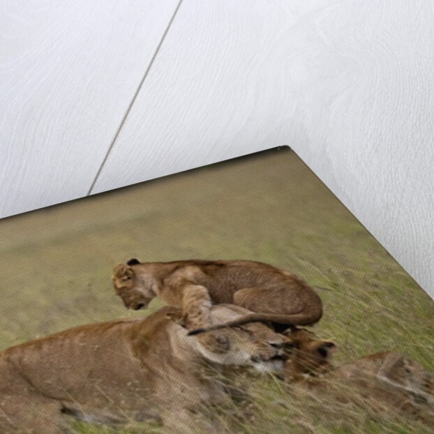 Lioness and cub by Anonymous