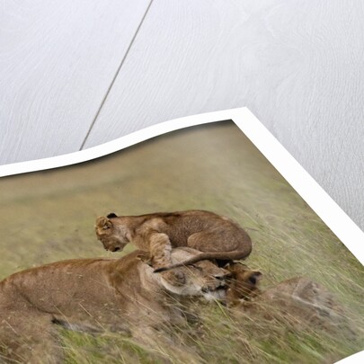 Lioness and cub by Anonymous