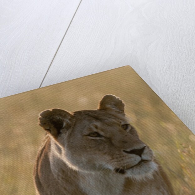 Lioness, Masai Mara by Anonymous