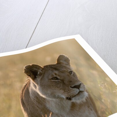 Lioness, Masai Mara by Anonymous