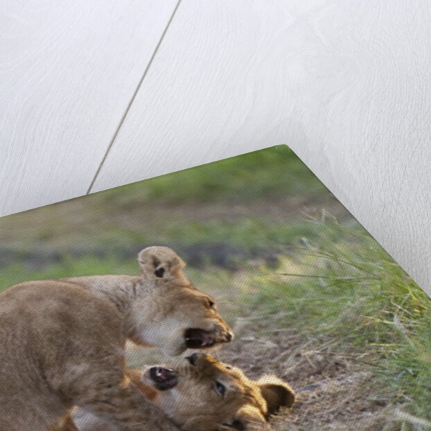 Lion cubs (Panthera leo), Masai Mara, Kenya by Anonymous