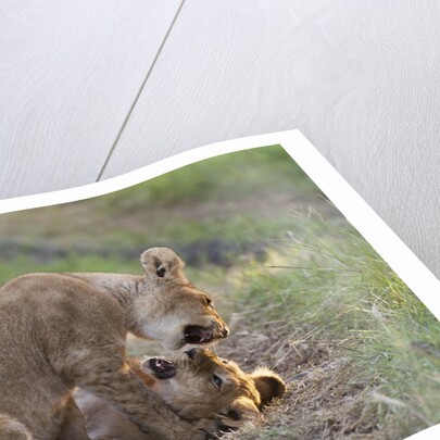 Lion cubs (Panthera leo), Masai Mara, Kenya by Anonymous