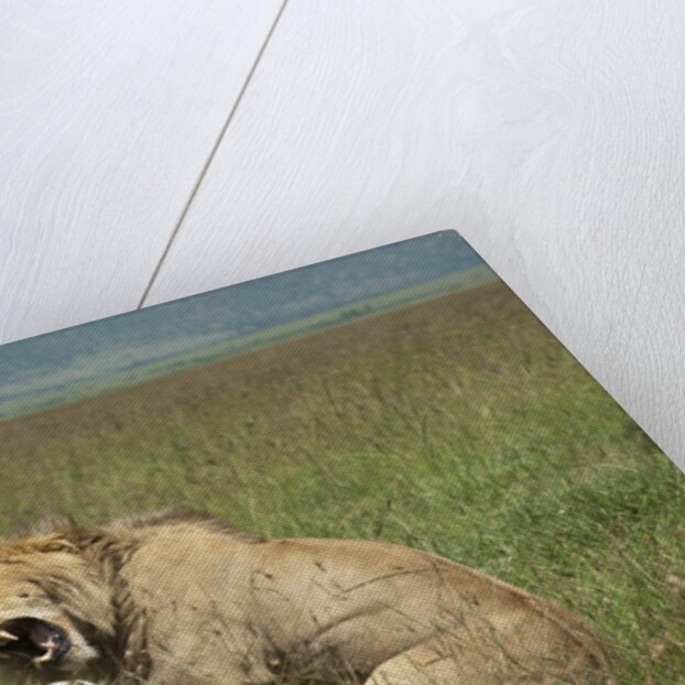 Lions mating by Anonymous