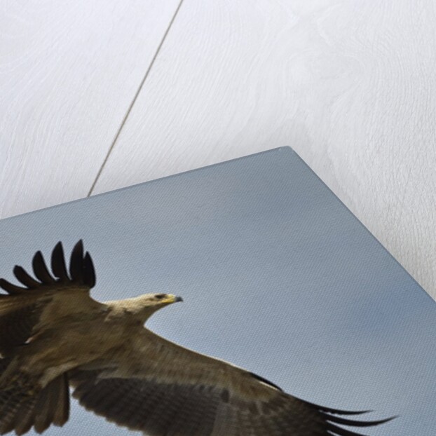 Tawny Eagle, Ngorongoro Conservation Area, Tanzania by Anonymous