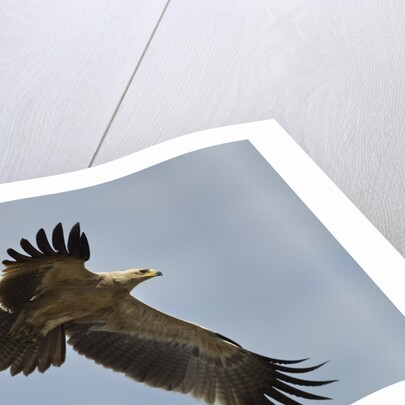 Tawny Eagle, Ngorongoro Conservation Area, Tanzania by Anonymous