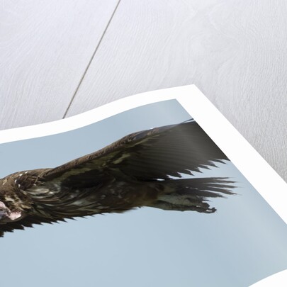 Lappet-Faced Vulture, Ngorongoro Conservation Area, Tanzania by Anonymous