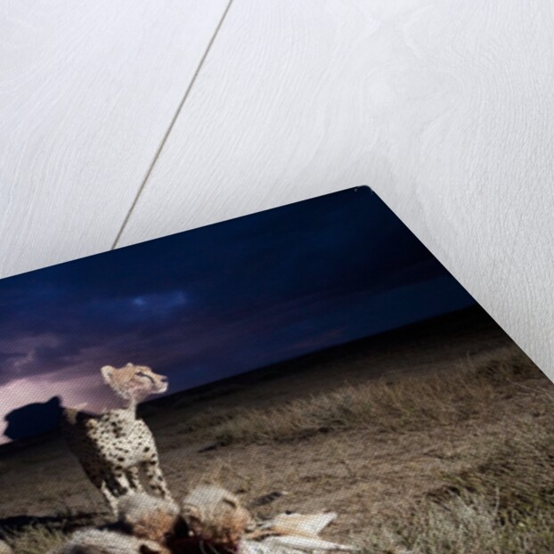 Cheetah and Lightning Storm, Ngorongoro Conservation Area, Tanzania by Anonymous