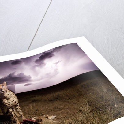 Cheetah and Lightning Storm, Ngorongoro Conservation Area, Tanzania by Anonymous