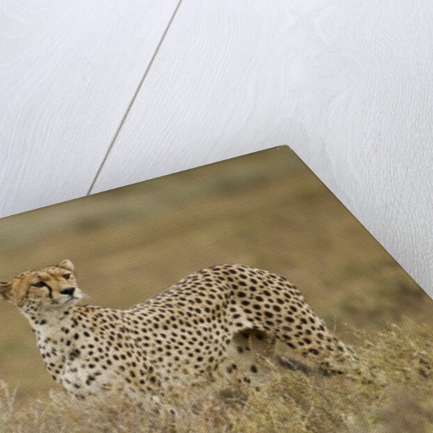 Cheetah, Ngorongoro Conservation Area, Tanzania by Anonymous