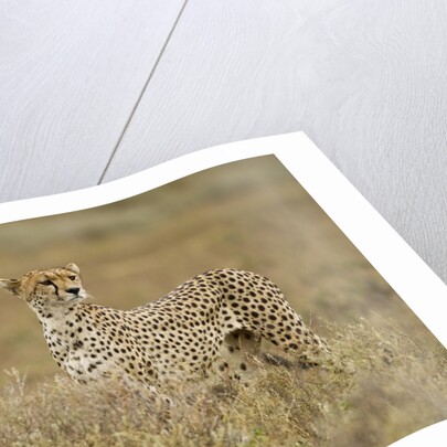 Cheetah, Ngorongoro Conservation Area, Tanzania by Anonymous