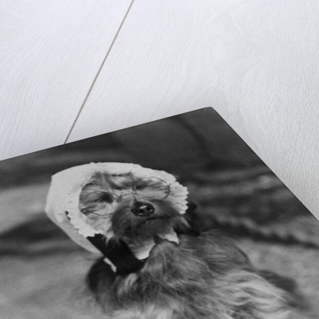 Dog wearing bonnet with cup of tea by Anonymous