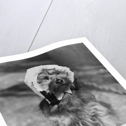 Dog wearing bonnet with cup of tea by Anonymous