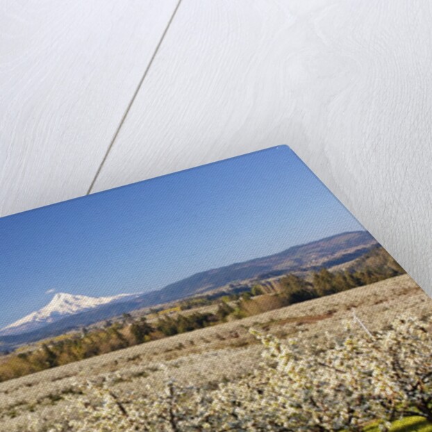 Hood River Valley and spring blossoms with Mt. Hood. Oregon by Anonymous