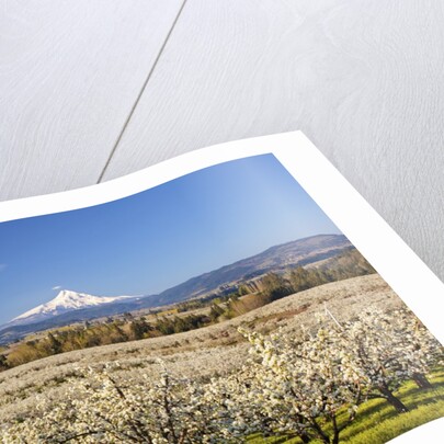 Hood River Valley and spring blossoms with Mt. Hood. Oregon by Anonymous