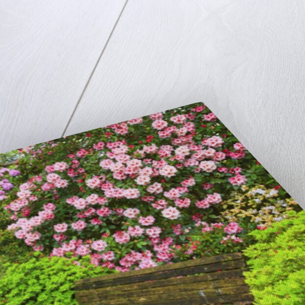 Spring flowers in Crystal Springs Rhododendron Garden by Anonymous