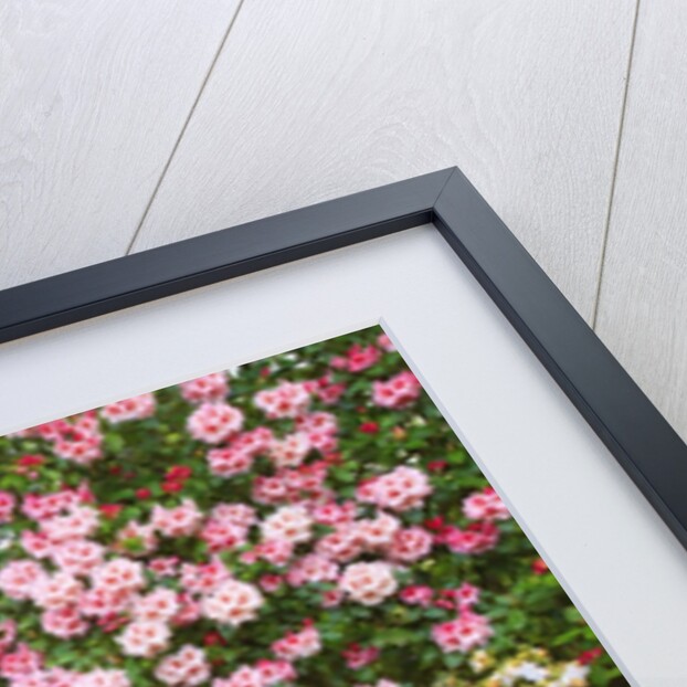 Spring flowers in Crystal Springs Rhododendron Garden by Anonymous