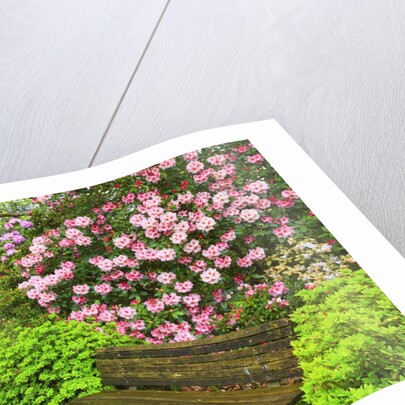 Spring flowers in Crystal Springs Rhododendron Garden by Anonymous
