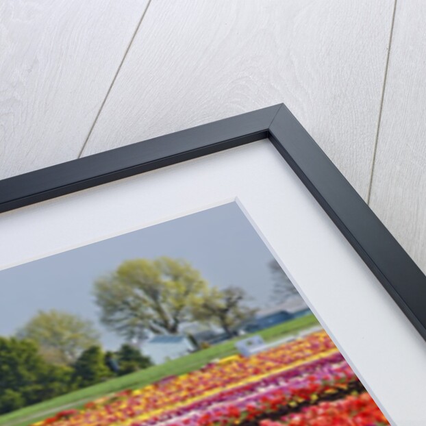 Tulip field by Anonymous