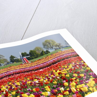 Tulip field by Anonymous