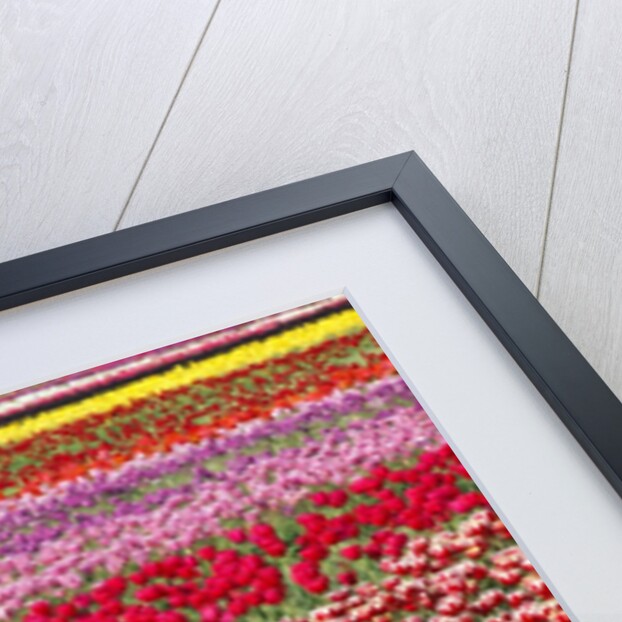 Tulip field by Anonymous