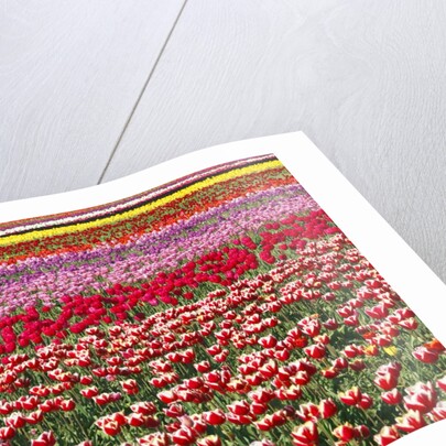 Tulip field by Anonymous