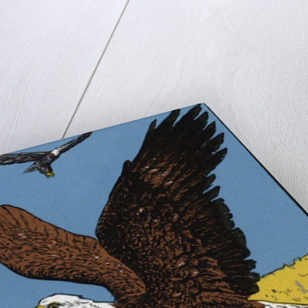 Vintage Illustration of a Bald Eagle. by Anonymous