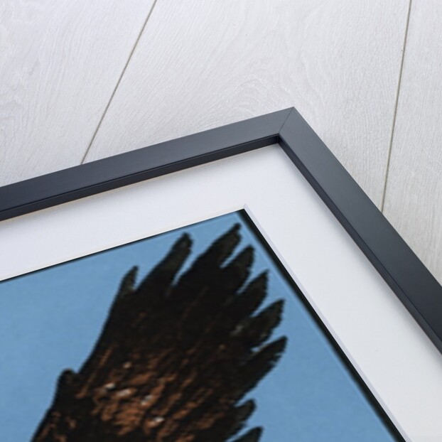 Vintage Illustration of a Bald Eagle. by Anonymous