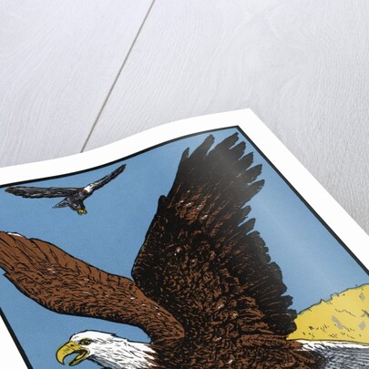 Vintage Illustration of a Bald Eagle. by Anonymous