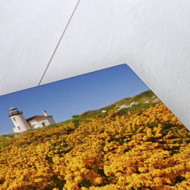 wildflowers add beauty to Coquille River Lighthouse, Bandon Beach, Oregon Coast, Pacific Northwest. by Anonymous