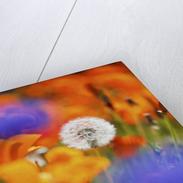 closeup wildflowers, Hood River, Colubia River Gorge National Scenic Area. Oregon. by Anonymous