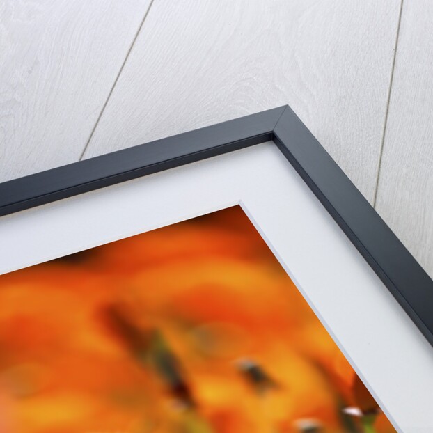 closeup wildflowers, Hood River, Colubia River Gorge National Scenic Area. Oregon. by Anonymous