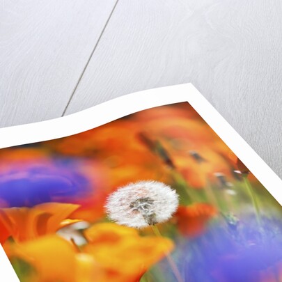 closeup wildflowers, Hood River, Colubia River Gorge National Scenic Area. Oregon. by Anonymous