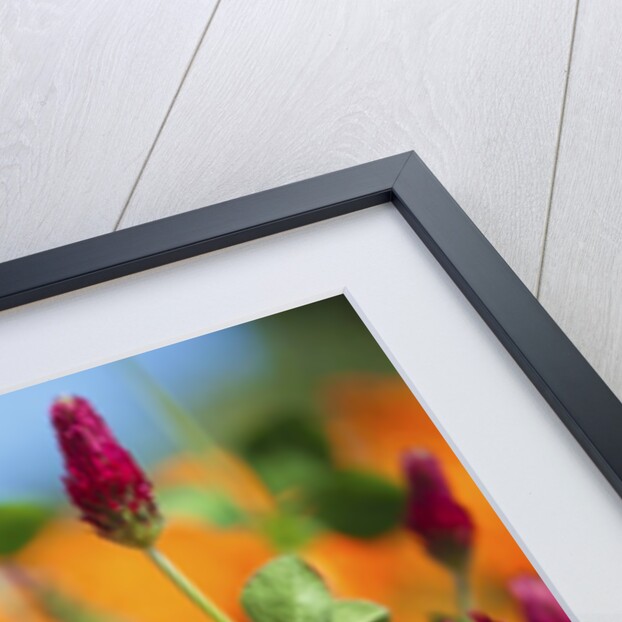 closeup wildflowers, Hood River, Colubia River Gorge National Scenic Area. Oregon. by Anonymous