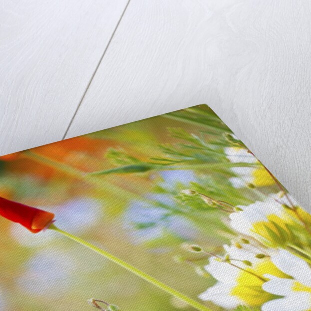 closeup wildflowers, Hood River, Colubia River Gorge National Scenic Area. Oregon. by Anonymous