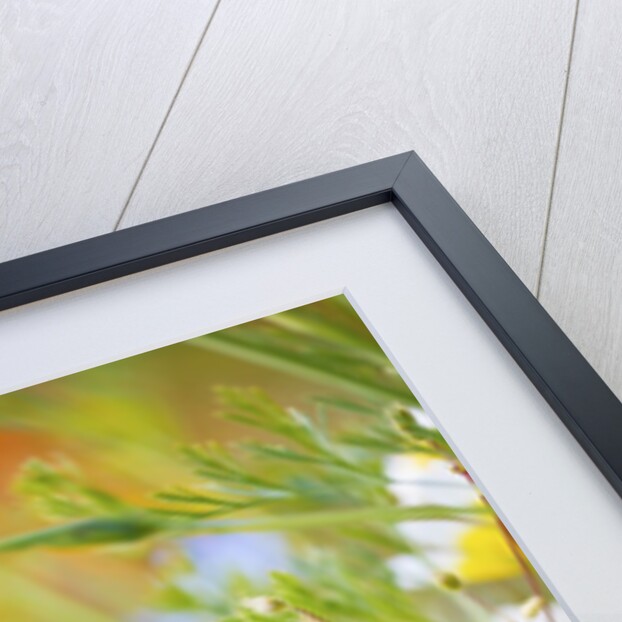 closeup wildflowers, Hood River, Colubia River Gorge National Scenic Area. Oregon. by Anonymous